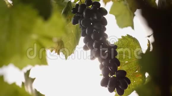 一串成熟的黑葡萄在风中摇摆视频的预览图