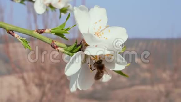 果园蜜蜂授粉杏仁白花的特写视频的预览图