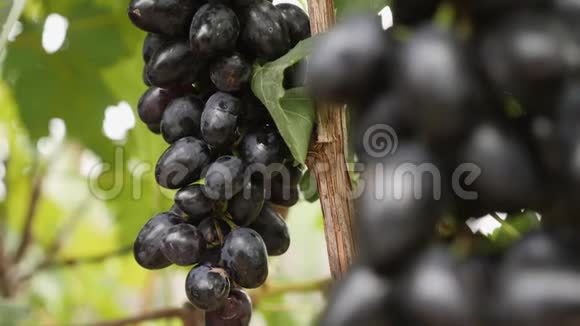 在葡萄园里采摘黑葡萄浆果的手视频的预览图