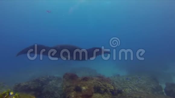 罕见的黑曼塔雷特写黑色曼塔雷喂食和游泳在阳光下的蓝色海水视频的预览图