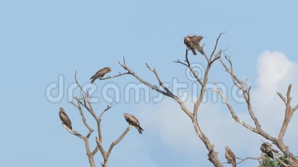 热带雨林中的红山鹰栖息树视频的预览图