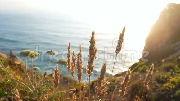 波海洋植物水视频的预览图
