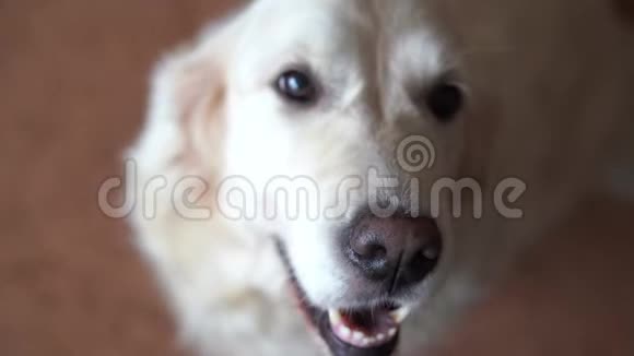 特写一只美丽的金毛猎犬的肖像集中在鼻子上然后集中在眼睛上手持射击视频的预览图