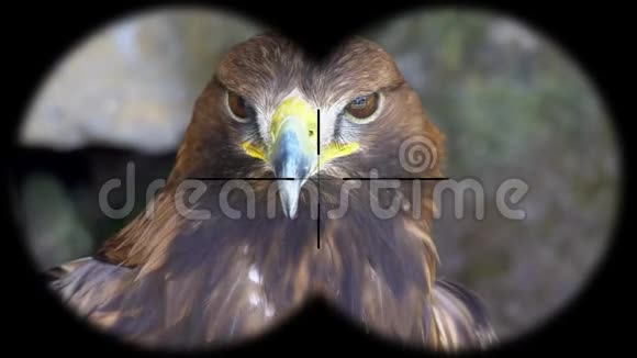 金鹰阿奎拉在双筒望远镜中看到从望远镜看到的观鸟野生动物园视频的预览图