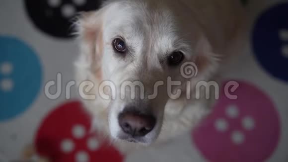 一只美丽的金毛猎犬的特写肖像有趣的饥饿狗舔慢动作高速相机视频的预览图