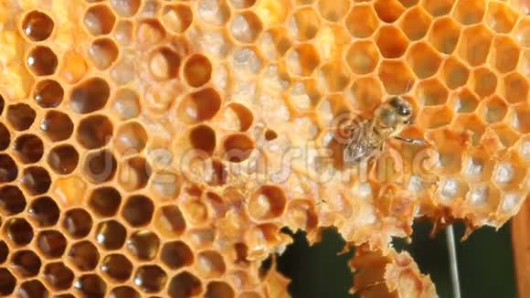 蜂房蜂巢上的蜜蜂特写视频的预览图