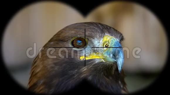 金鹰阿奎拉在双筒望远镜中看到从望远镜看到的观鸟野生动物园视频的预览图