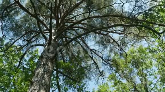 头顶上一棵巨大的松树的枝条视频的预览图