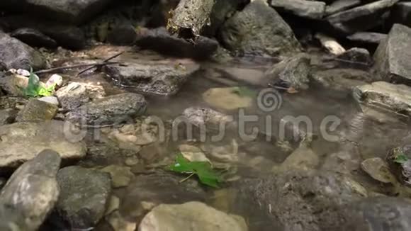 在森林里的山河里女人的双腿赤脚行走视频的预览图
