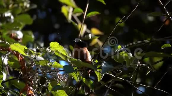 大自然中的鸟视频的预览图