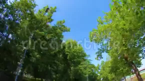 城市里的树木在开车时湛蓝的天空视频的预览图