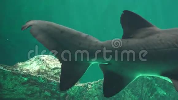 鲨鱼鳍和鲨鱼尾视频的预览图