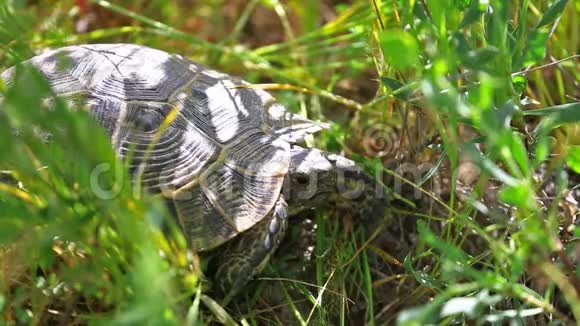 乌龟坐在草地上视频的预览图