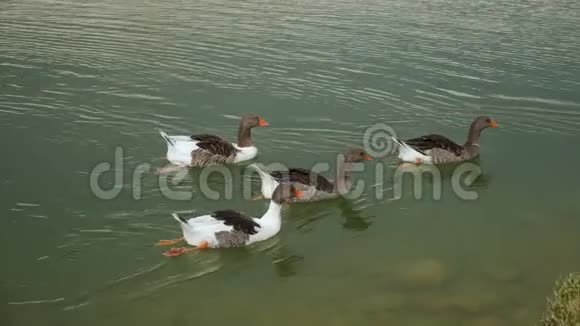 土耳其夏季的一群鹅在湖上游泳视频的预览图