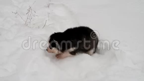 纯种的哈士奇小狗在冬天散步视频的预览图
