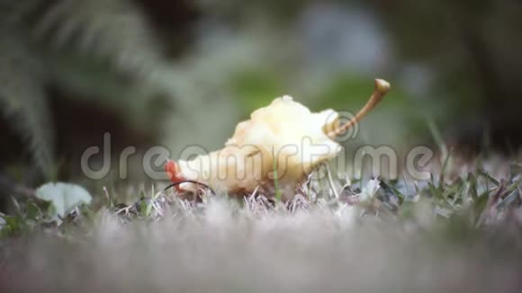 蚂蚁吃苹果的大镜头爬上苹果的核心视频的预览图