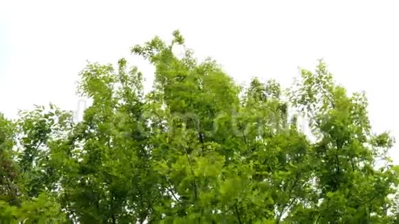 在蓝天背景下绿色的树在风中摆动视频的预览图