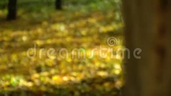 秋天公园树干和落叶特写镜头视频的预览图