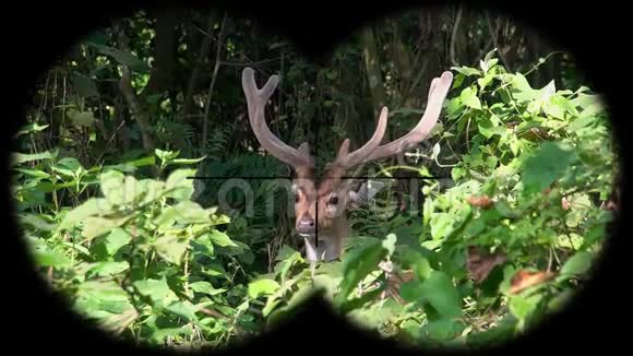 雄斑鹿也称之为双眼中的切特或切特轴观看野生动物野生动物园视频的预览图