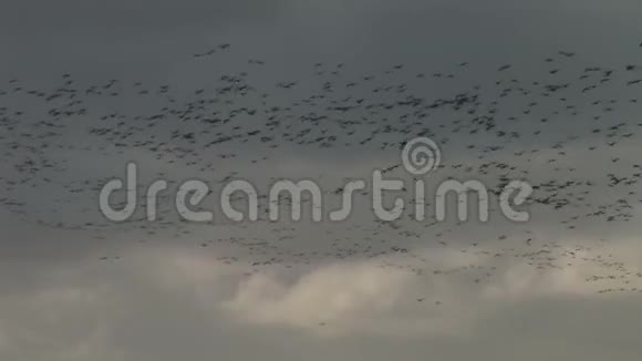 天空中的一大群鹅视频的预览图