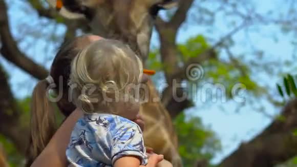 有趣的女人在狩猎公园里喂长颈鹿嘴里含着胡萝卜视频的预览图