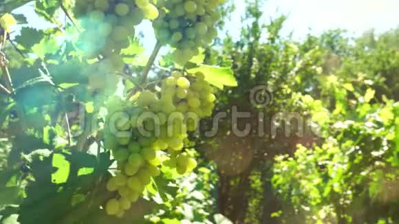 葡萄太阳的葡萄园农业视频的预览图