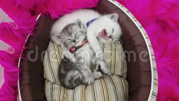可爱的塔比和白色小猫在篮子床上睡觉拥抱和玩耍视频的预览图