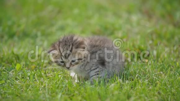小猫坐在绿草地上视频的预览图