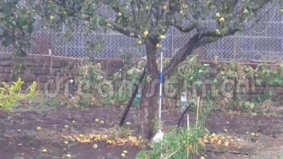 雨中的苹果树视频的预览图