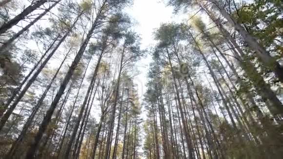 在秋日的阳光下在一片高大树木的森林里行走有着长长的阴影视频的预览图