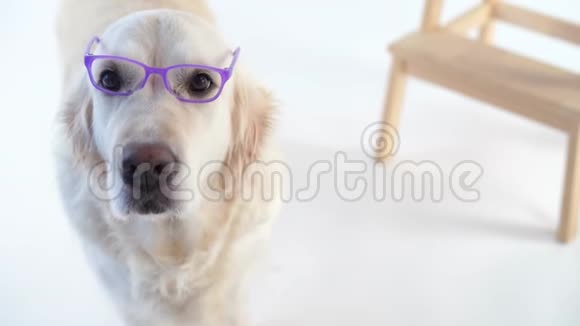 回到学校有趣的视频漂亮的狗戴着眼镜摆在工作室的白色背景视频的预览图
