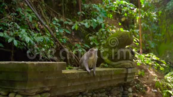 一群野生猕猴在国家公园猴子森林中的慢镜头视频的预览图