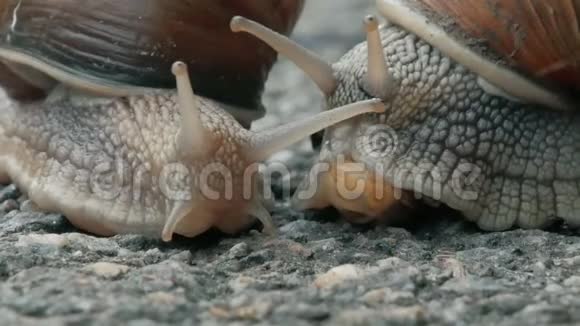 两只蜗牛正过马路视频的预览图