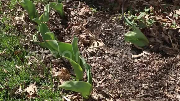 郁金香花球的近景花园里美丽的春花的绿苗成长与美丽视频的预览图