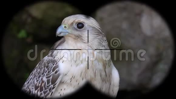 拉格朗日猎鹰鸟鹰玩笑通过望远镜看到从望远镜看到的观鸟野生动物园视频的预览图