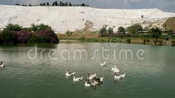 土耳其夏季的一群鹅在湖上游泳视频的预览图