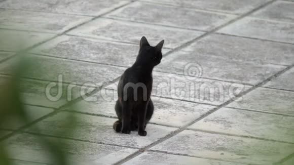 街上的黑流浪猫视频的预览图
