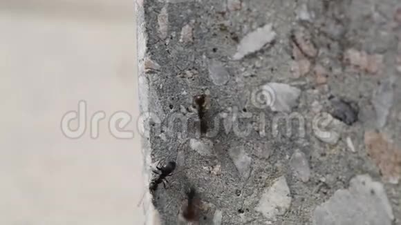 蚂蚁视频的预览图