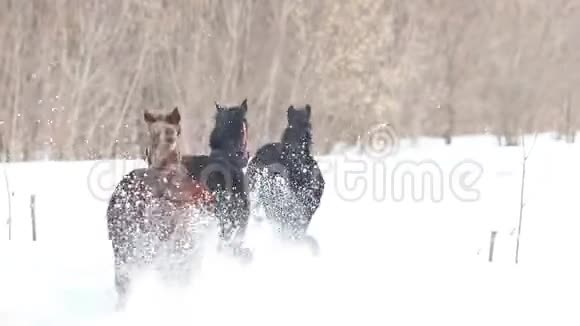 四匹马在雪地上奔跑视频的预览图