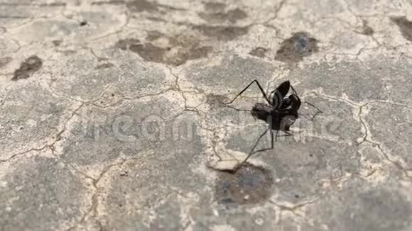 孤独的蚂蚁在混凝土上视频的预览图