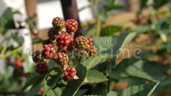 花园里的黑莓收获视频的预览图