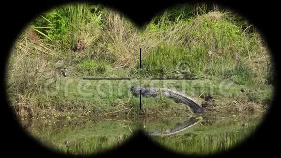 鳄鱼鳄鱼鳄鱼巴罗斯特里斯也被称为沼泽鳄鱼通过望远镜看到看着动物视频的预览图