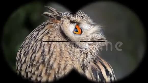 通过双筒望远镜可以看到欧亚鹰禽从望远镜看到的野生动物野生动物园观鸟视频的预览图