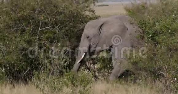 非洲象非洲象成人穿过热带草原在肯尼亚吃布什马赛马拉公园实时视频的预览图
