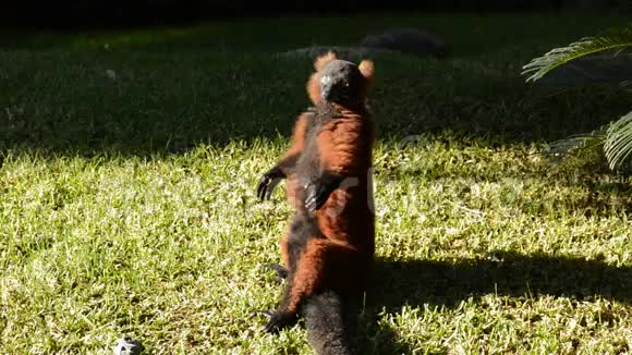 红色的狐猴日光浴视频的预览图