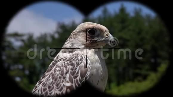 通过双筒望远镜看到了拉格哥猎鹰鸟猎鹰从望远镜看到的野生动物野生动物园观鸟视频的预览图