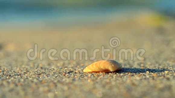 一个黄色的小贝壳躺在靠近海浪的沙滩上视频的预览图