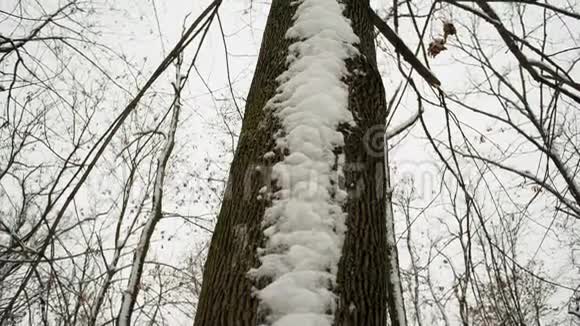 城市公园树上的雪视频的预览图