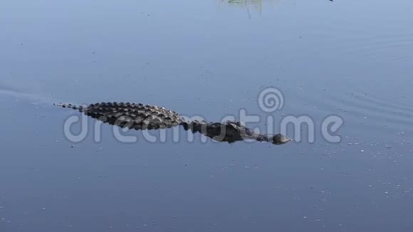 大型鳄鱼在佛罗里达湖游泳视频的预览图