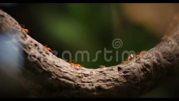 火蚁团队合作携带毛毛虫到巢选择性聚焦视频的预览图